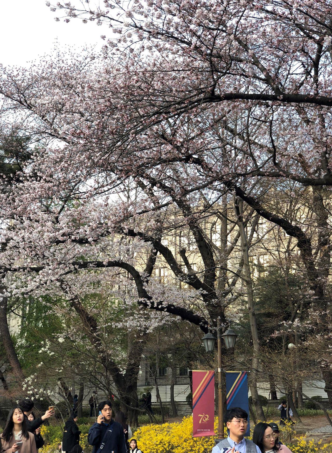 Take a walk on Kyung Hee campus with European architecture and cherry blossoms